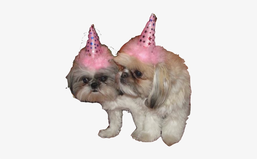 Birthday Dog Png Pluspng - Companion Dog, transparent png