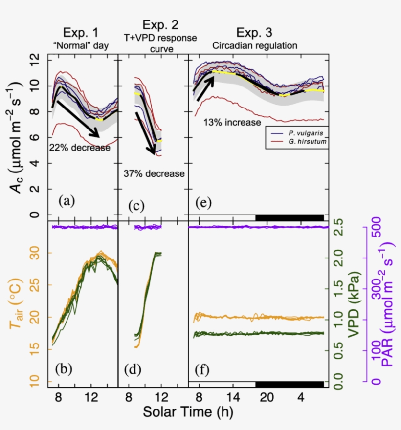 Circadian Regulation Affects Canopy-scale Co2 Fluxes - Diagram, transparent png
