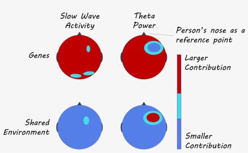 Eeg1800 - Circle, transparent png