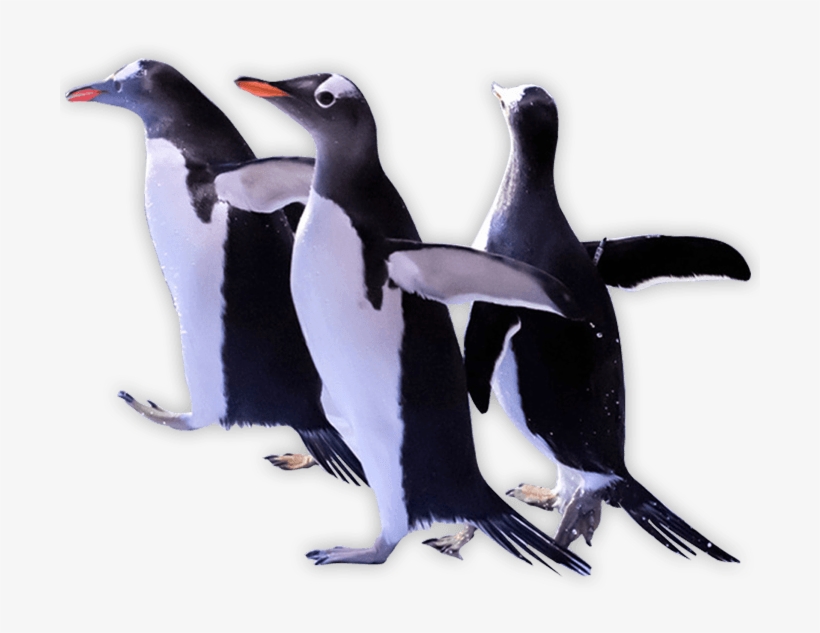 Download Penguins Png Transparent Images Transparent - Adã©lie Penguin, transparent png