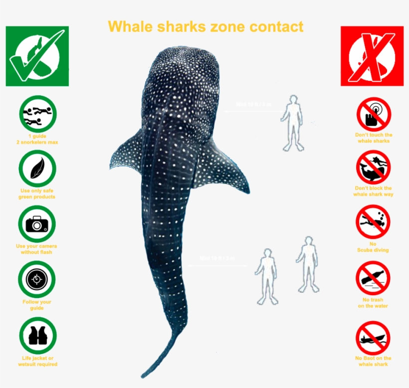 More Adventures - Fish, transparent png