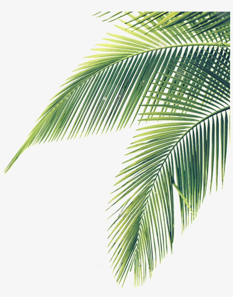 #hojas #palmera #sombra #stiker #mix #lines #nature - Palm Tree Leaves Transparent, transparent png