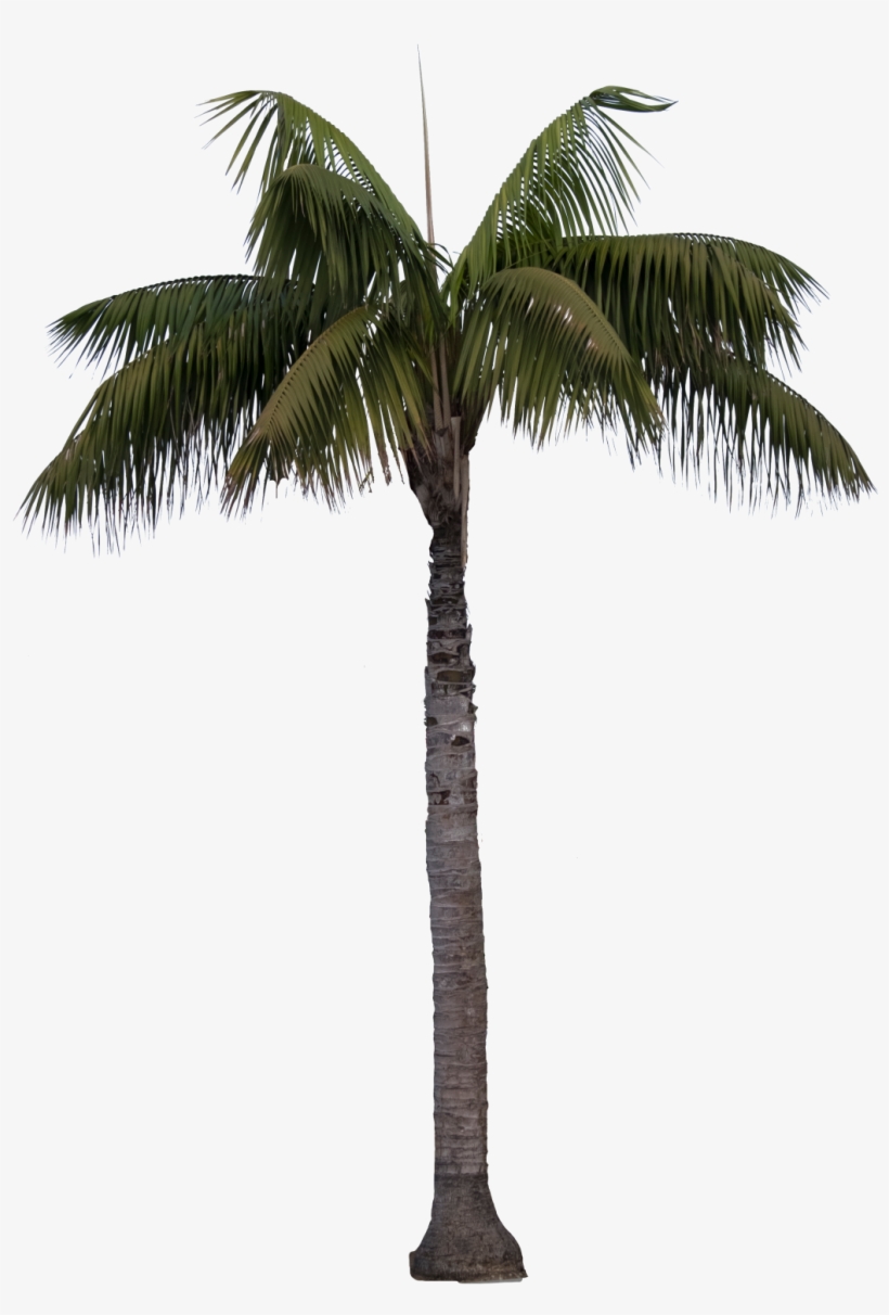 1036 X 1500 1 - Queen Palm Transparent, transparent png