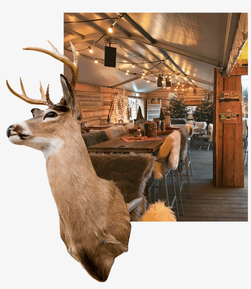 Hert Stube - Elk, transparent png