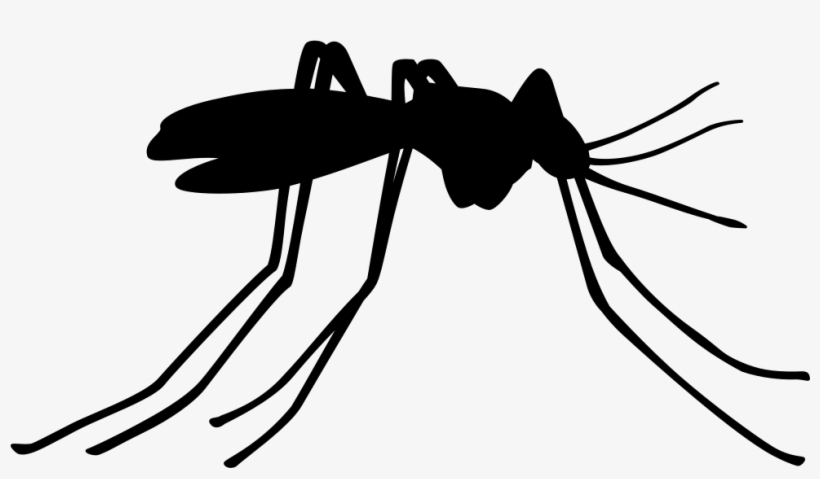 Mosquito Insect Side View Comments - No Mosquito Png, transparent png