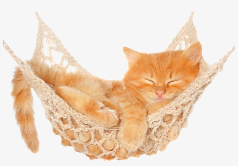 Sleeping Cat White Background, transparent png