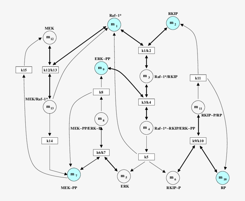 Rkip Inhibited Erk Pathway - Diagram, transparent png