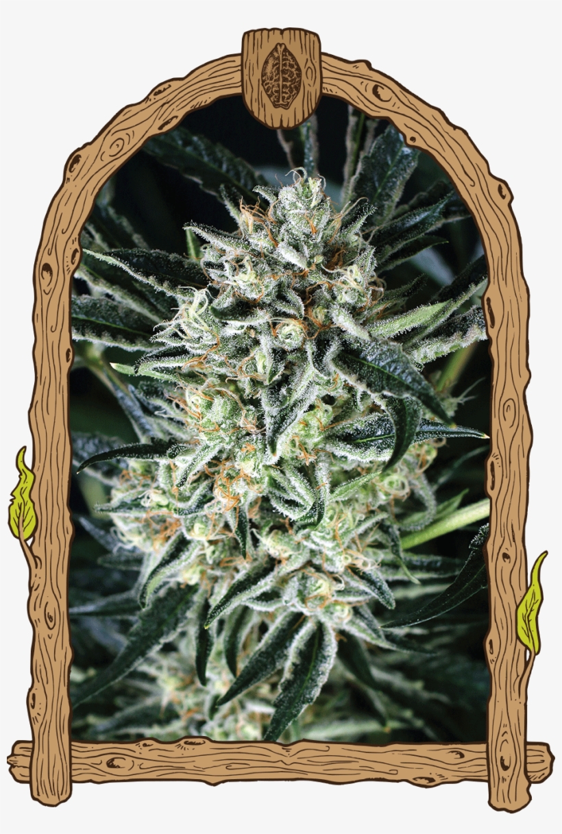 Herz Og Weed, transparent png
