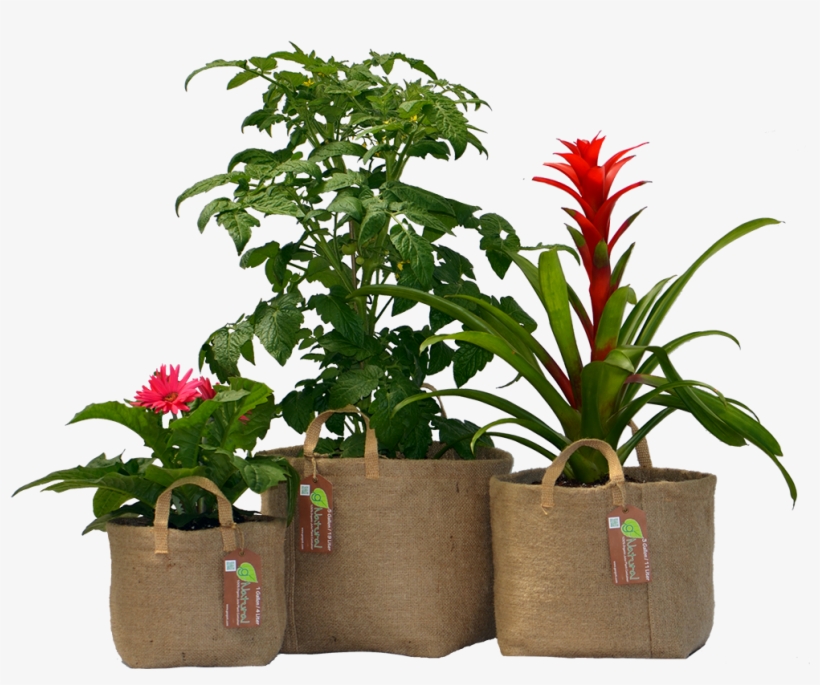 Biodegradable Organic Fabric Gardening Pot - Houseplant, transparent png