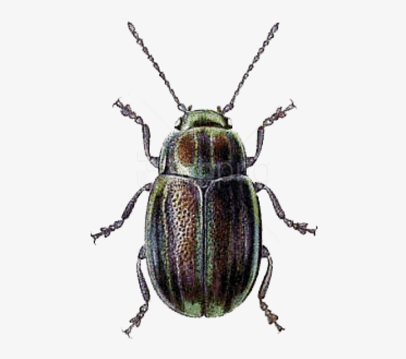 Free Png Download Beetle Green Brown Png Images Background - Beetle Clip Art, transparent png