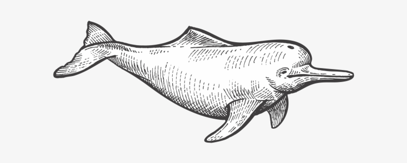 Dolphin - Common Bottlenose Dolphin, transparent png