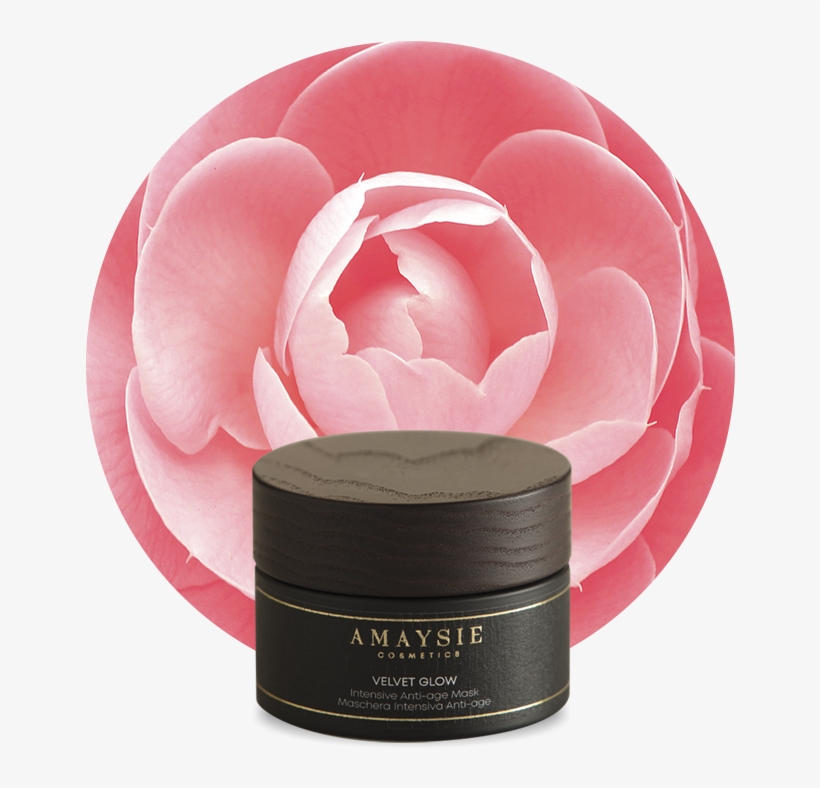 Velvet Glow - Japanese Camellia, transparent png