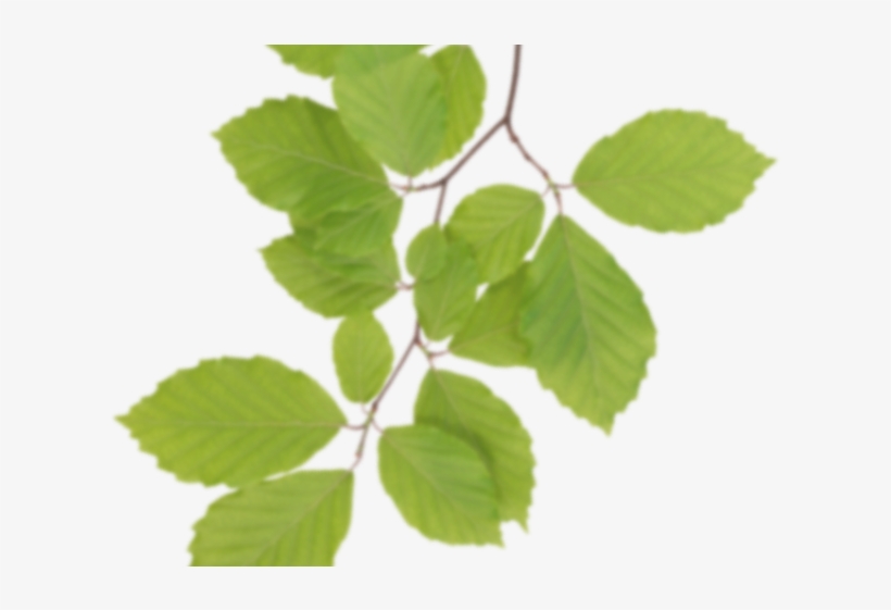 Birch Clipart Transparent - Real Leaf Png, transparent png