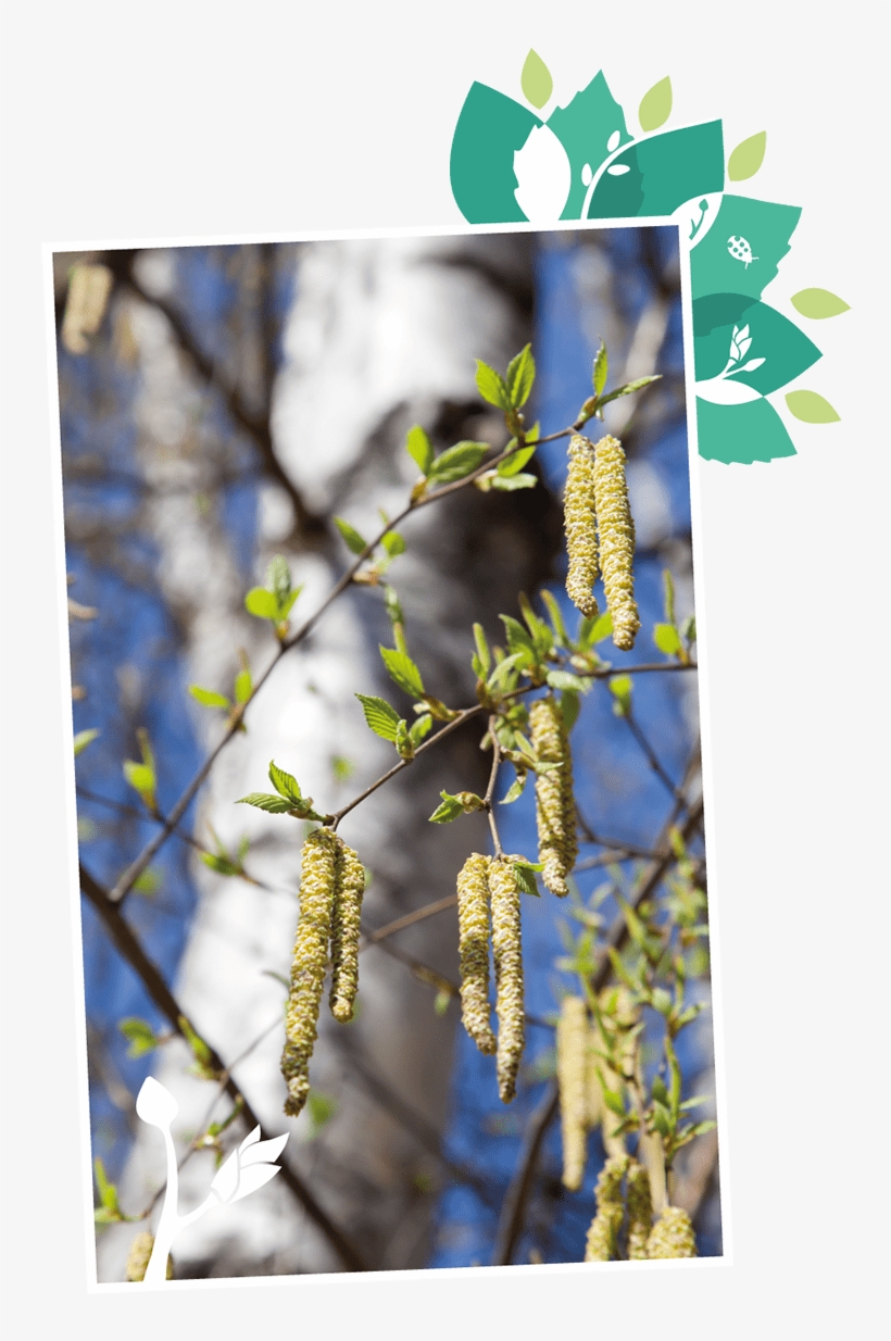 About Treevitalise Organic Birch Water - Hazel Alder, transparent png