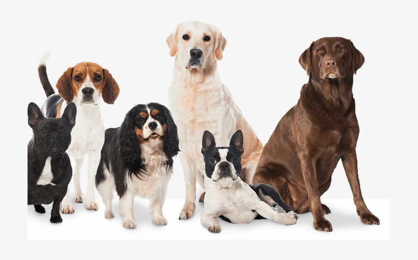 Pielęgnacja - - Hunde Aus Filmen, transparent png