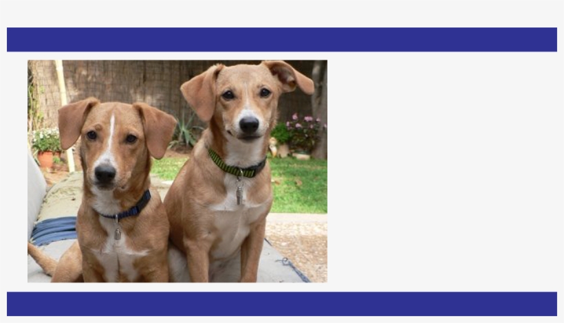 Fogo Webheader - English Foxhound, transparent png