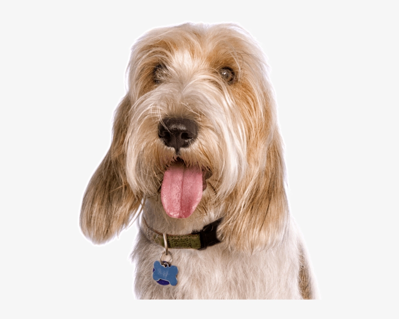 Petit Basset Griffon Vendeen - Companion Dog, transparent png