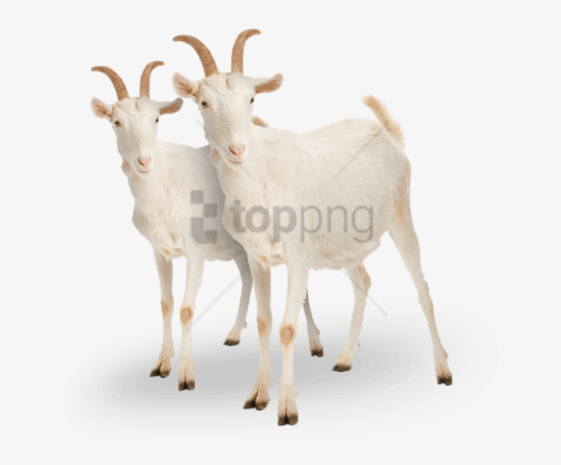 Free Png Goat Png Png Image With Transparent Background - White Goat, transparent png