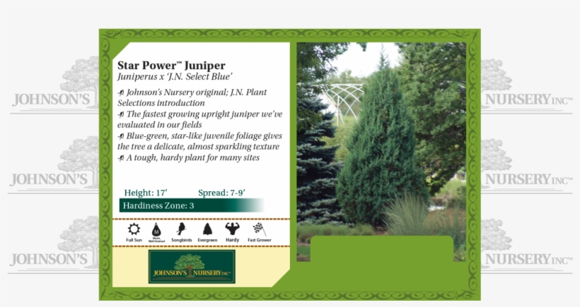 Star Power™ Juniper Juniperus X 'j - Thuya, transparent png