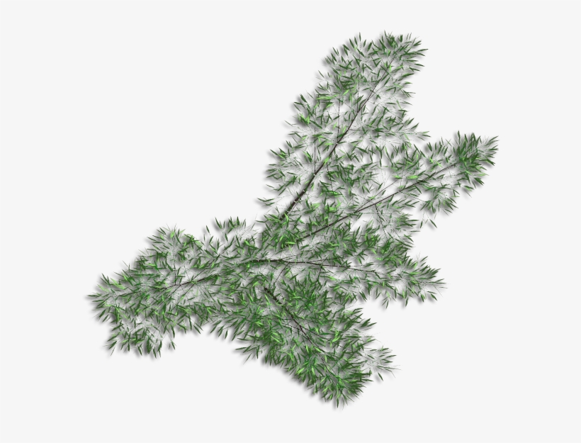 Bamboospread - Grass, transparent png