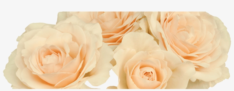 Garden Roses, transparent png