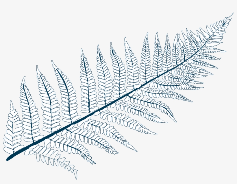 Polypodium Californicum - Line Art, transparent png