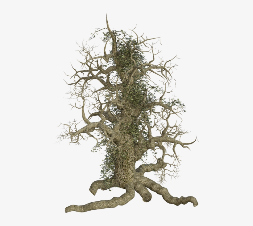 Root Png - Larch, transparent png