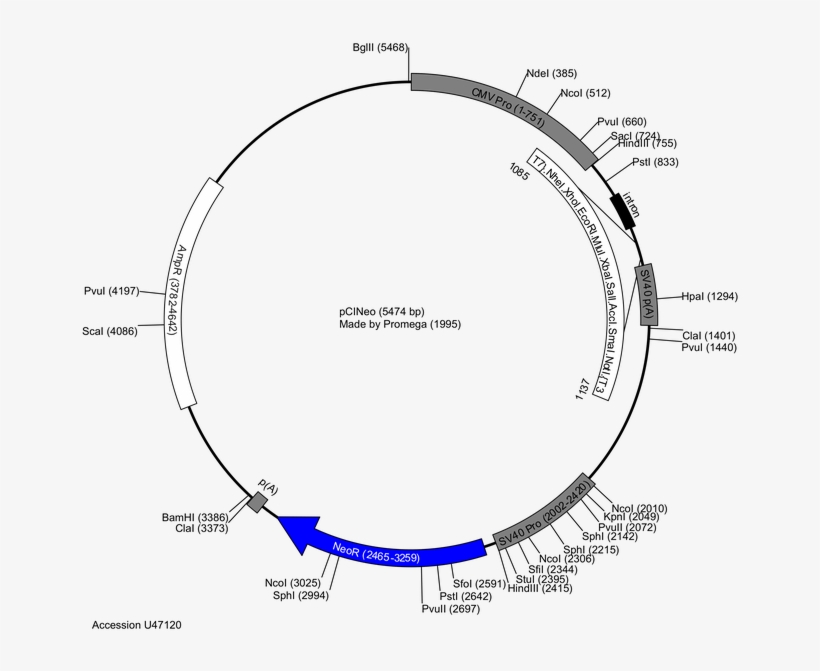 686 X 600 4 - Plasmid Map, transparent png