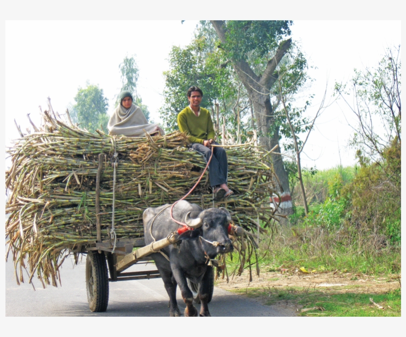 An Ox Cart Carries Sugarcane To Market, transparent png