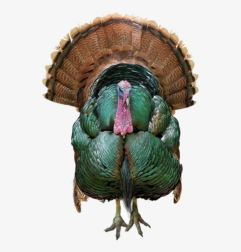 Wild Turkey Png Transparent Image - Painting, transparent png