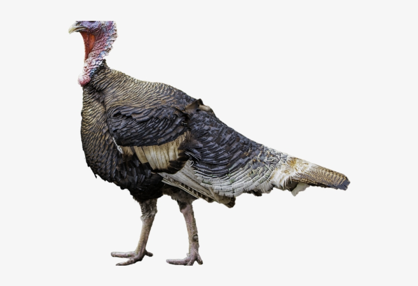 Turkey Bird Png Transparent Images - Turkey, transparent png
