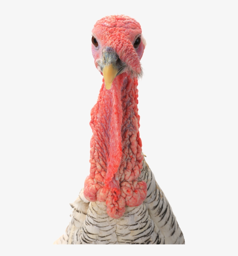 Contactus@agbiomet - Com - Turkey, transparent png