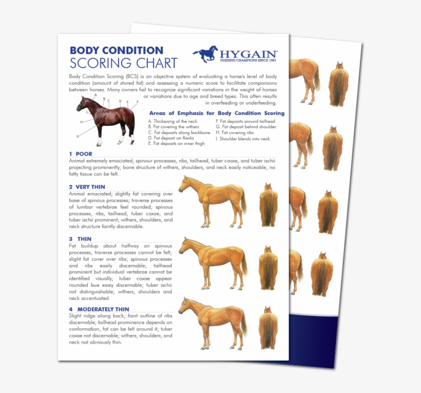 The Art Of Body Condition Scoring - Body Condition Score Horse, transparent png