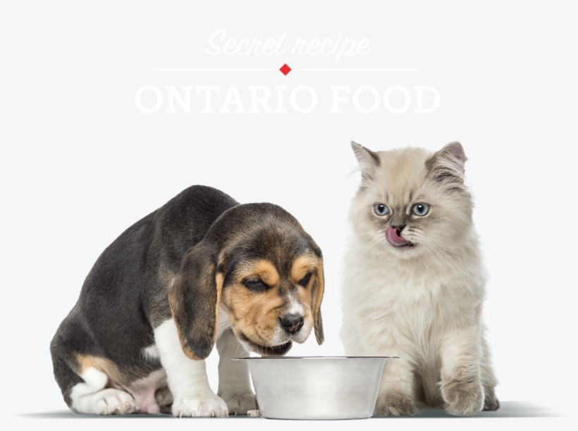 Dog And Cat Png - Cat And Dog Eating Petfood, transparent png