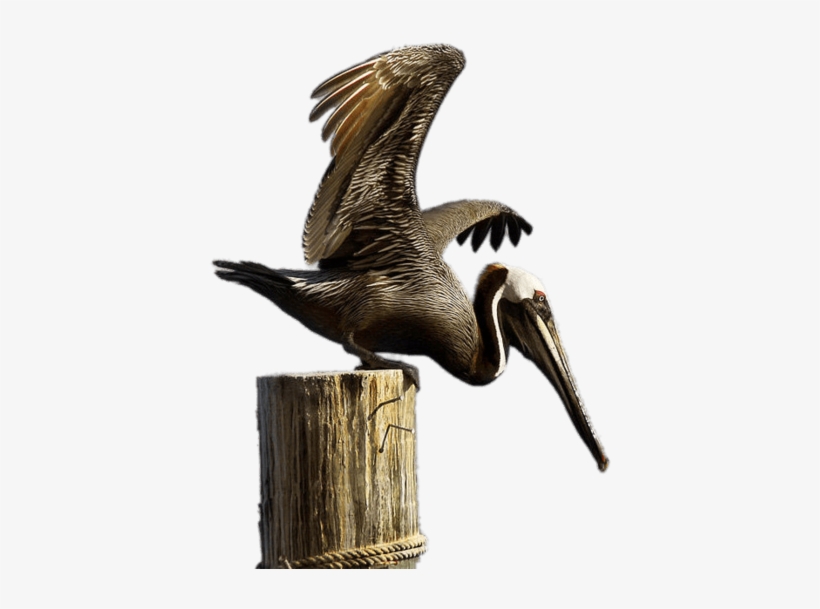Brown Pelican On Boulder - Brown Pelican Png, transparent png