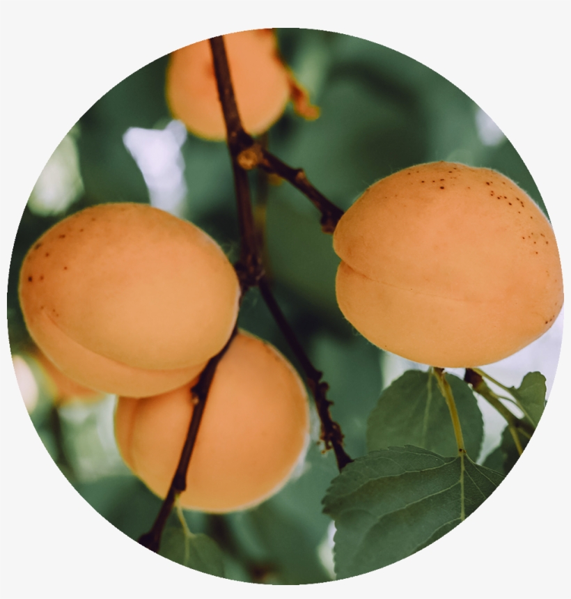 Apricot, transparent png