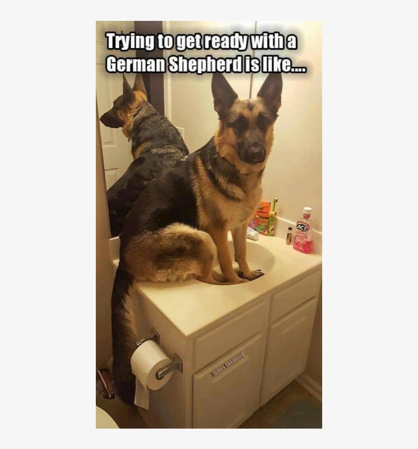 Author Cleanmemesposted On March 29, 2019 February - Funny Cute German Shepherd, transparent png