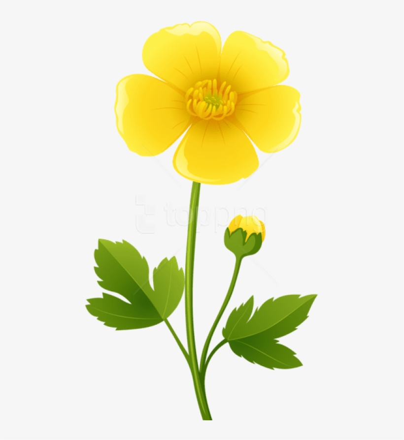 Free Png Download Yellow Flower Transparent Png Images - Buttercup Clipart, transparent png