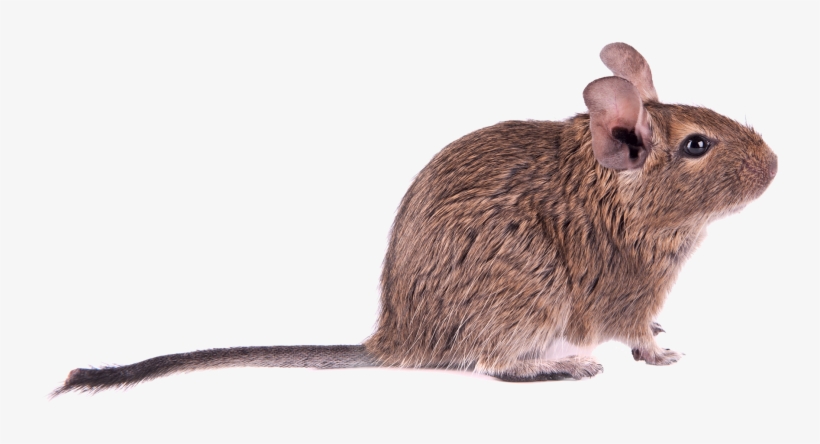 Mouse - 小 灰 鼠, transparent png