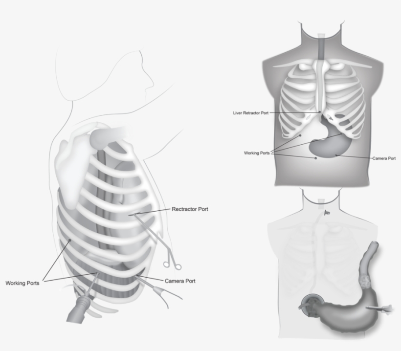 Stomach - Rib, transparent png