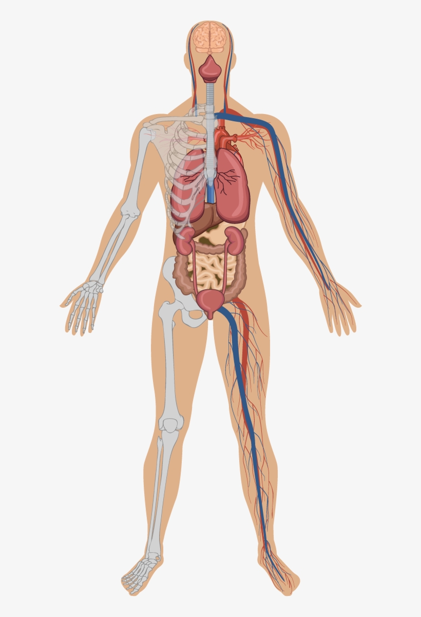 Anatomy Of Woman, transparent png