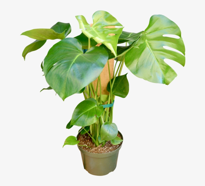 Philodendron 'monstera' - 8" Pot - Flowerpot, transparent png