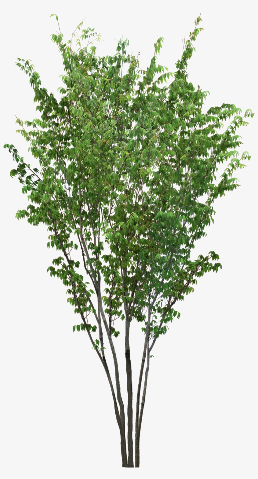 Pin By Ar - 植 栽 Png, transparent png