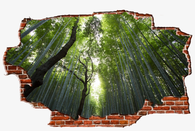 Zapwalls Decals Green Birch Tree Forest Breaking Wall - Jvc Lt50vf30k, transparent png