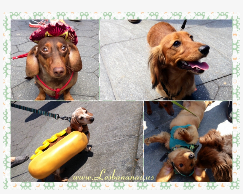 Dachshund Are A Special Breed And They Have Some Of - Dachshund, transparent png