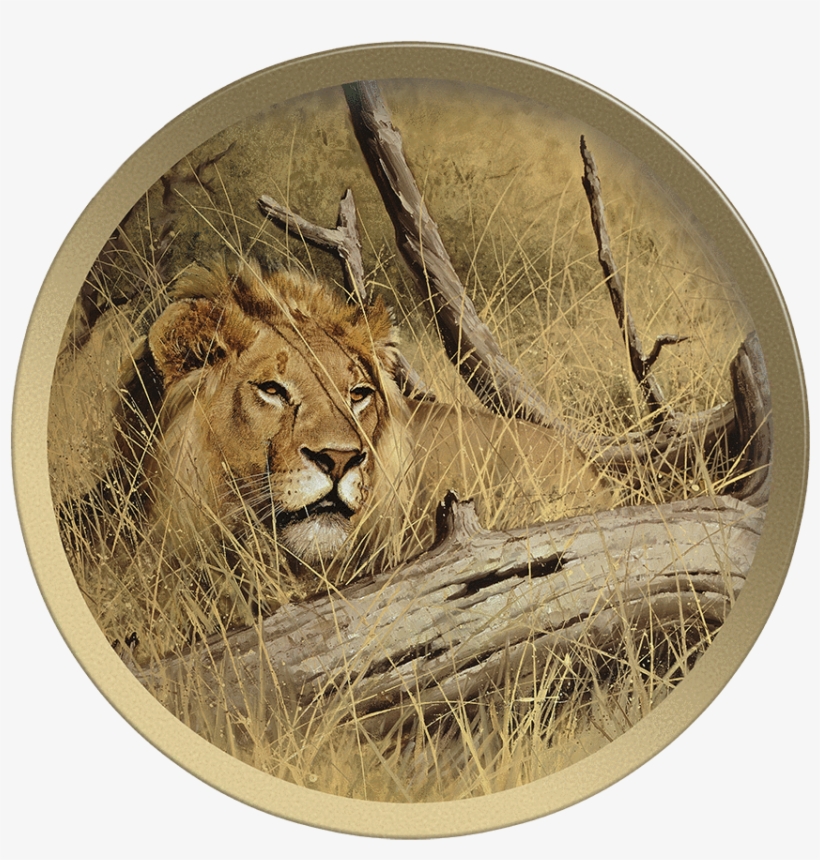 Siberian Tiger Head Plate - Masai Lion, transparent png