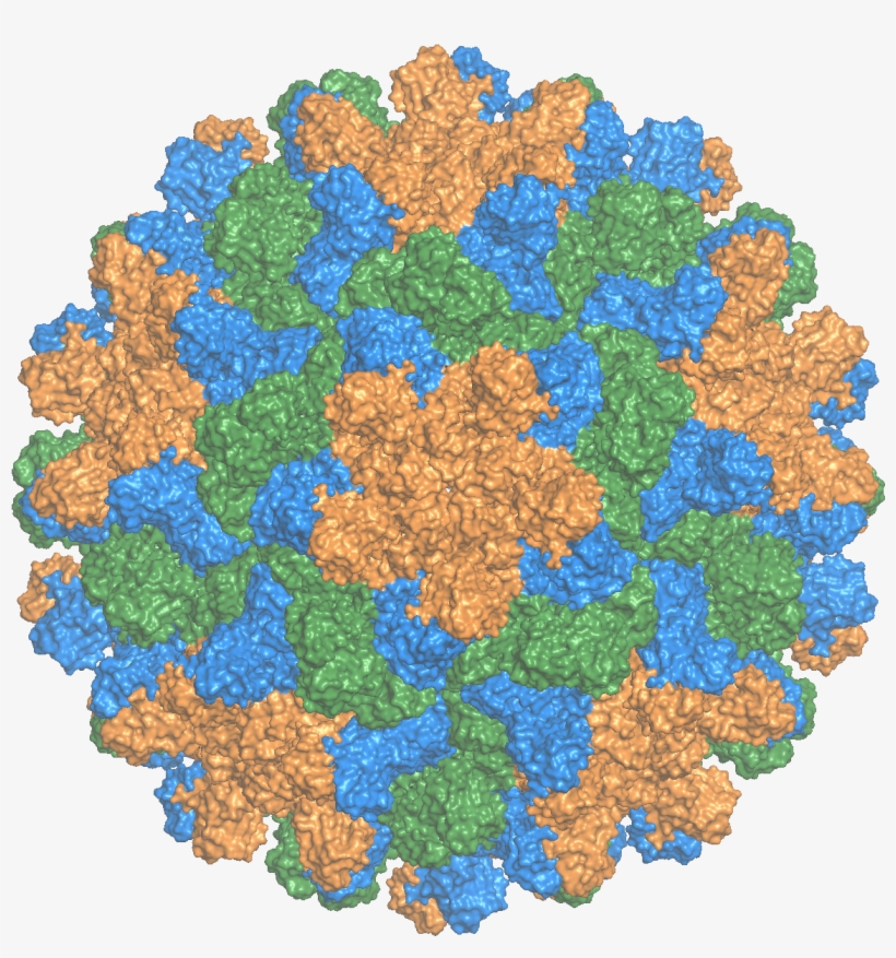 Tomato Bushy Stunt Virus - Art, transparent png