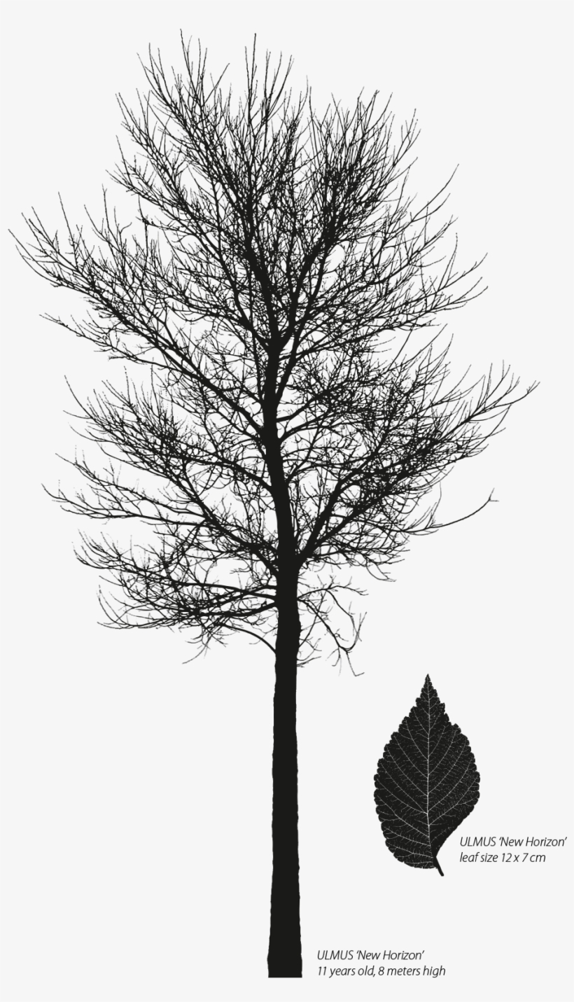 Ulmus Resista New Horizon, transparent png