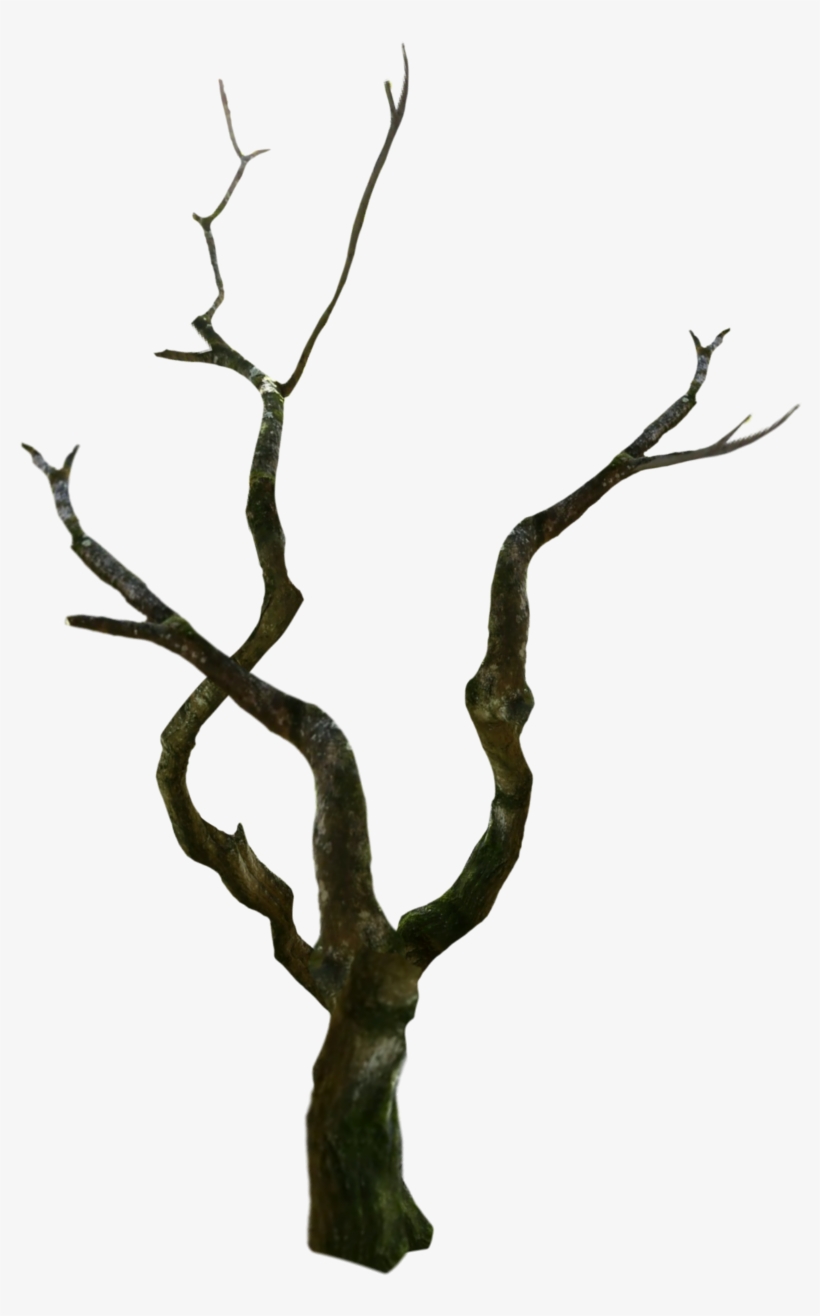 #treetrunk #tree #oldtree #spooky - Wood, transparent png