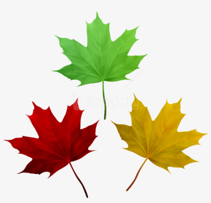 Free Png Download Fall Leaves Set Clipart Png Photo - Maple Leaf, transparent png